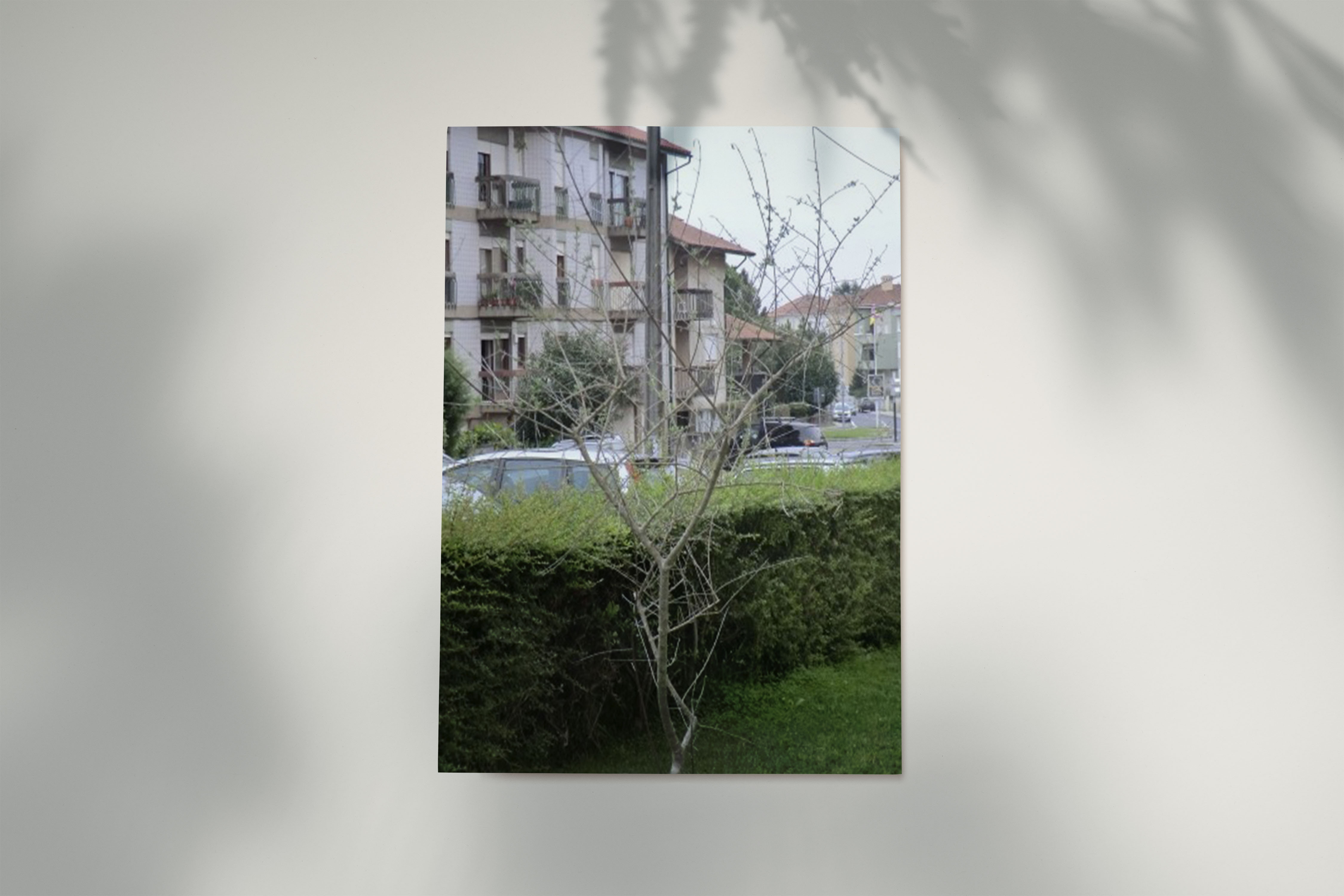 Oliveira 1